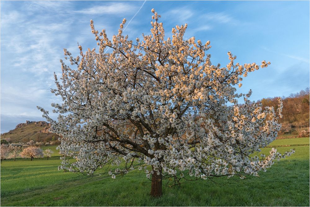 Blühender Kirschbaum im Abendlicht Foto & Bild natur, landschaft