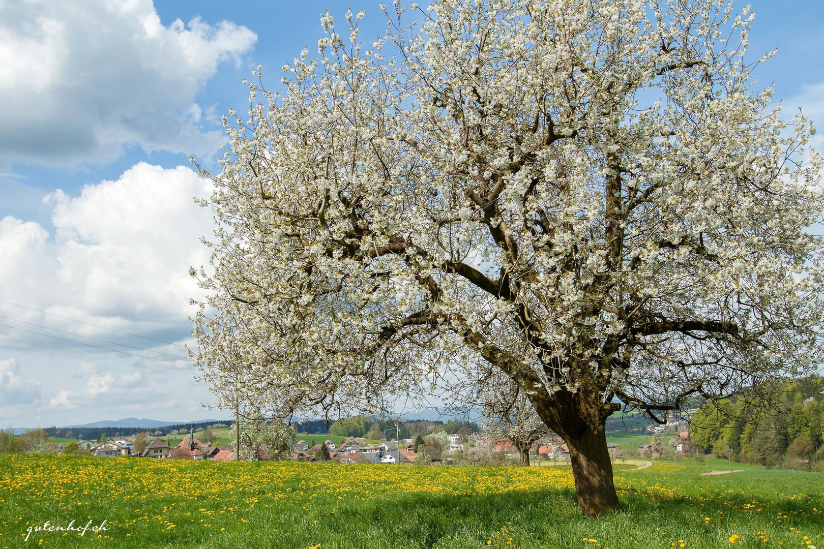 Blühender Kirschbaum in Roggliswil