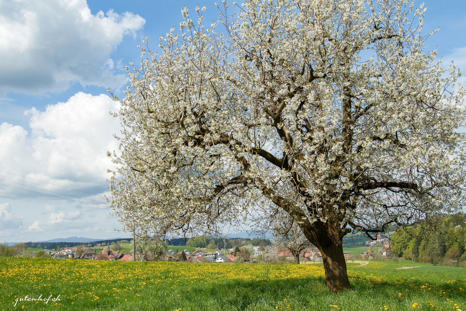 Blühender Kirschbaum in Roggliswil Foto & Bild frühling, kirschblüte