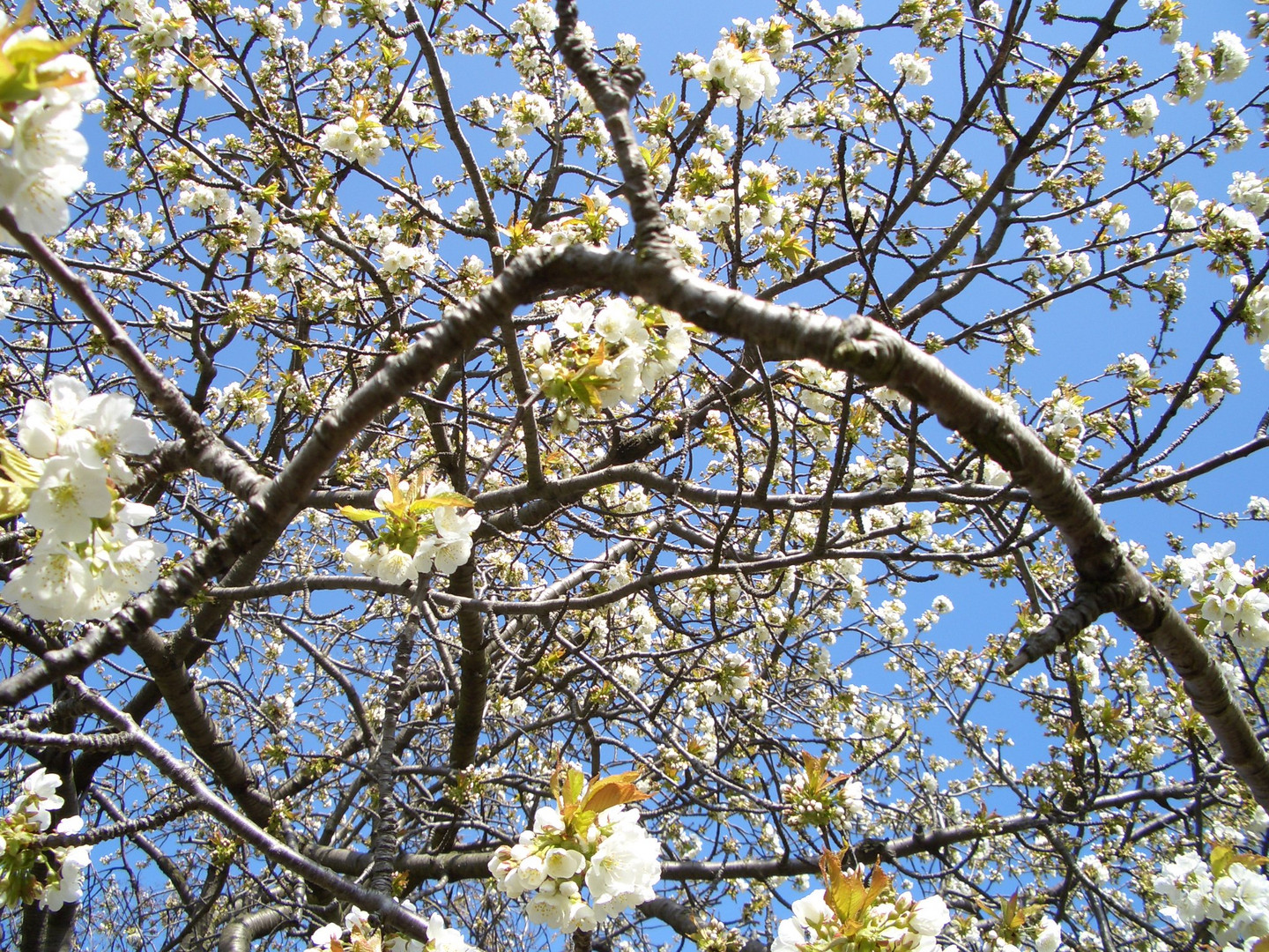 blühender Kirschbaum mit blauem Himmel