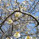 blhender Kirschbaum mit blauem Himmel