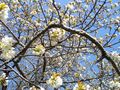 blühender Kirschbaum mit blauem Himmel von Photo-Schnittchen 