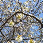 blühender Kirschbaum mit blauem Himmel