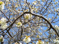 blühender Kirschbaum mit blauem Himmel