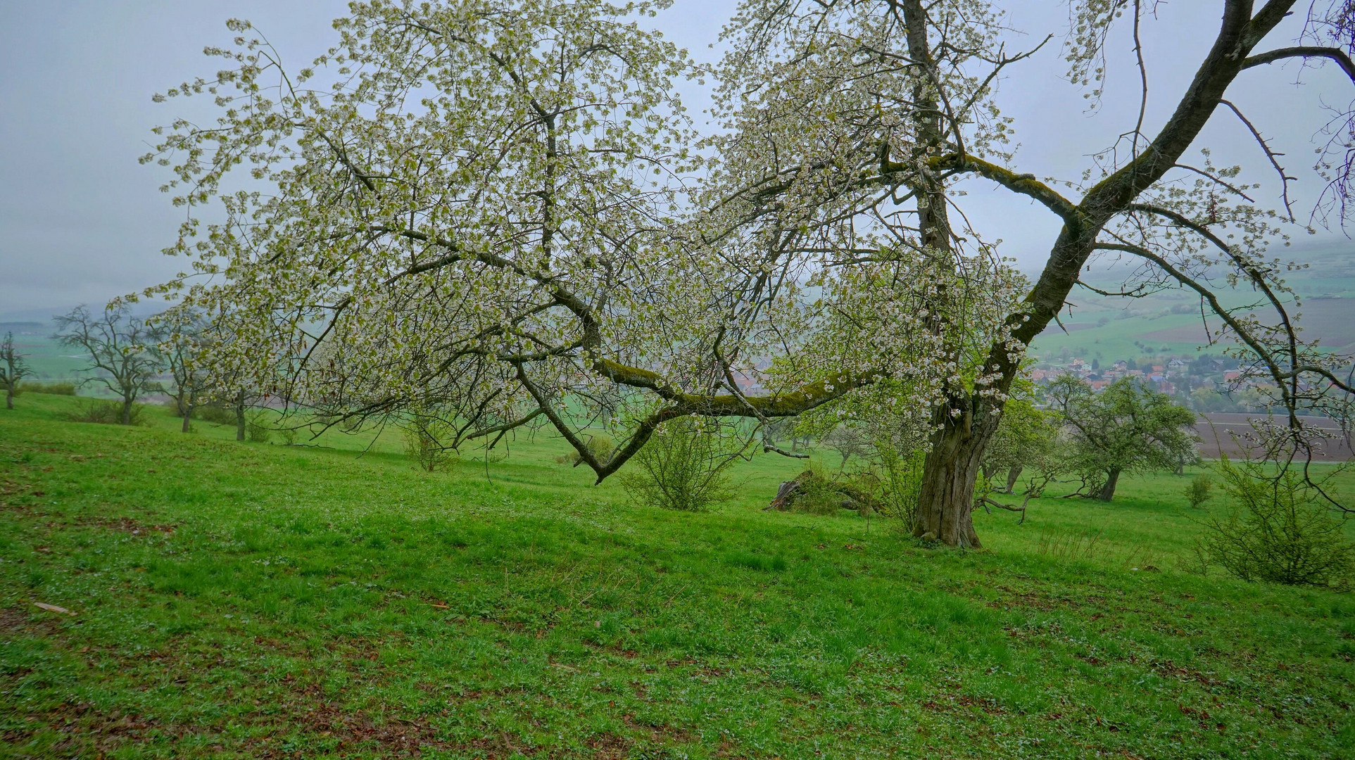 blühender Kirschbaum (un cerezo florido)