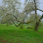 blühender Kirschbaum (un cerezo florido)