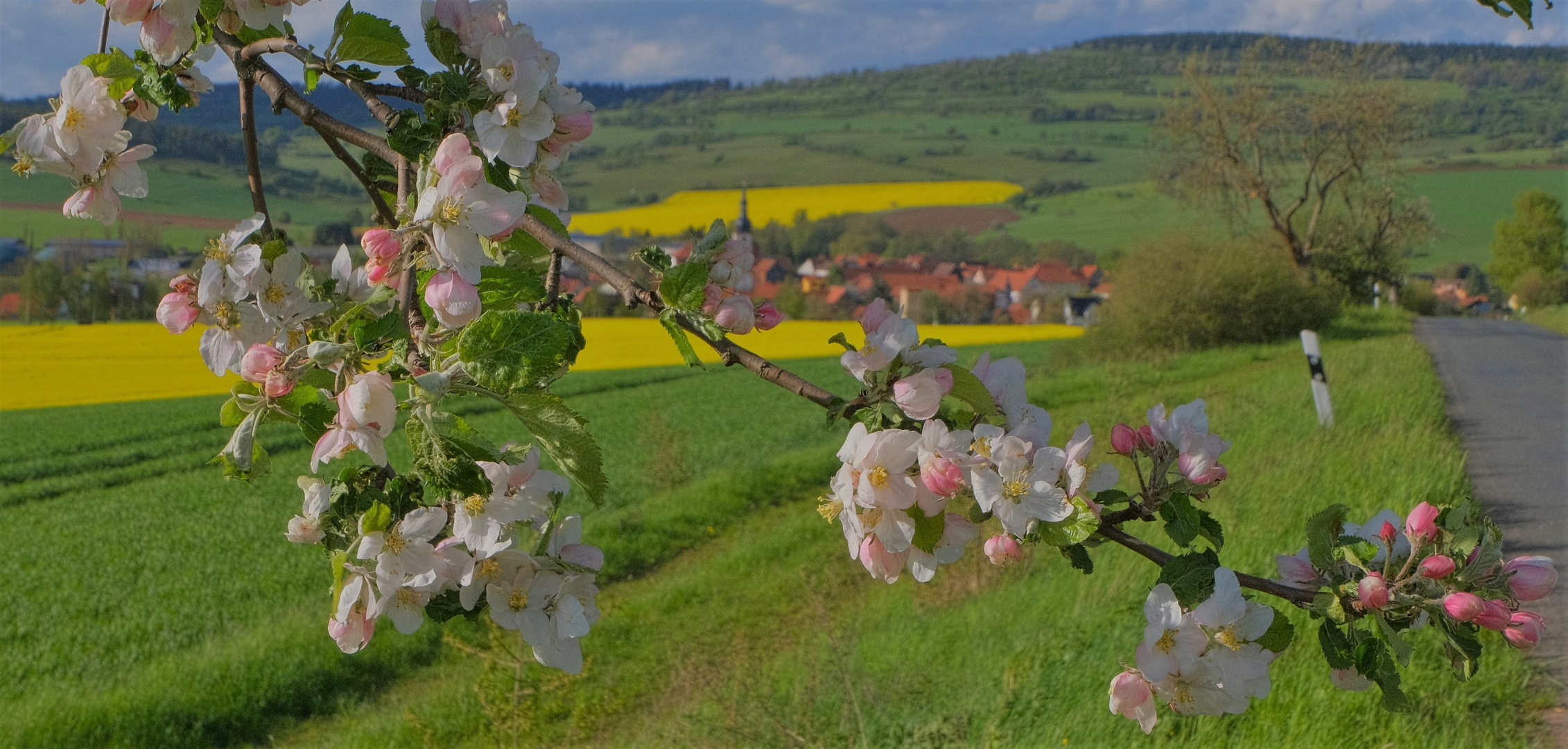 blühender Kirschbaumzweig (flor del cerezo)