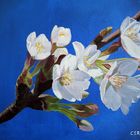 Blühender Kirschzweig - Stillleben in Öl gemalt