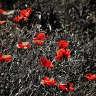 Blühender Klatschmohn auf dem Binnendamm