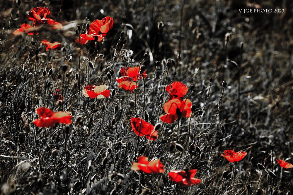 Blühender Klatschmohn auf dem Binnendamm