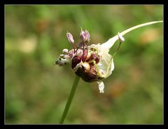 Blühender Knoblauch