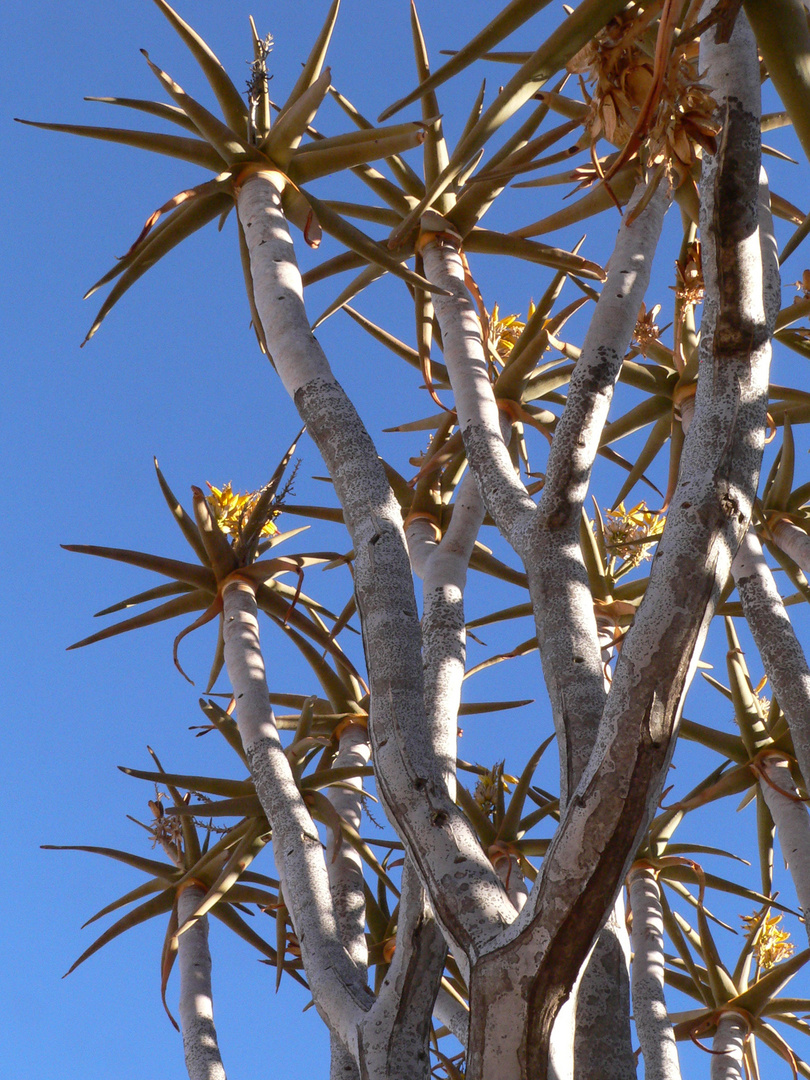 Blühender Köcherbaum, Namibia