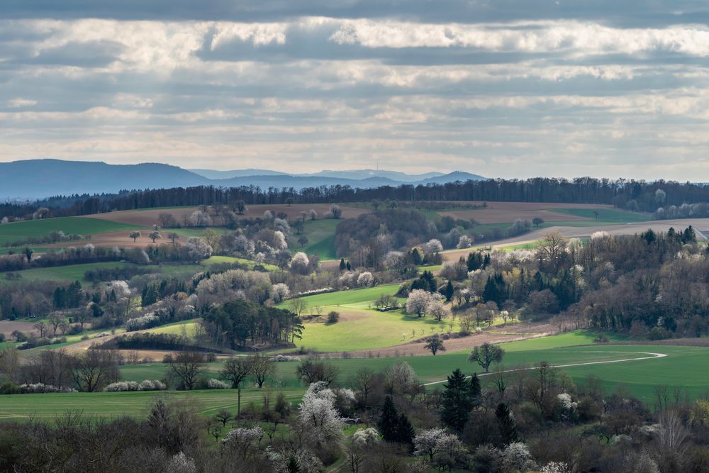 Blühender Kraichgau