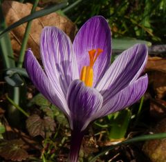 Blühender Krokus