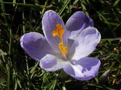 Blühender Krokus in unserem Garten