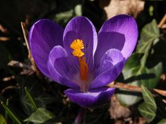 Blühender Krokus in unserem Garten