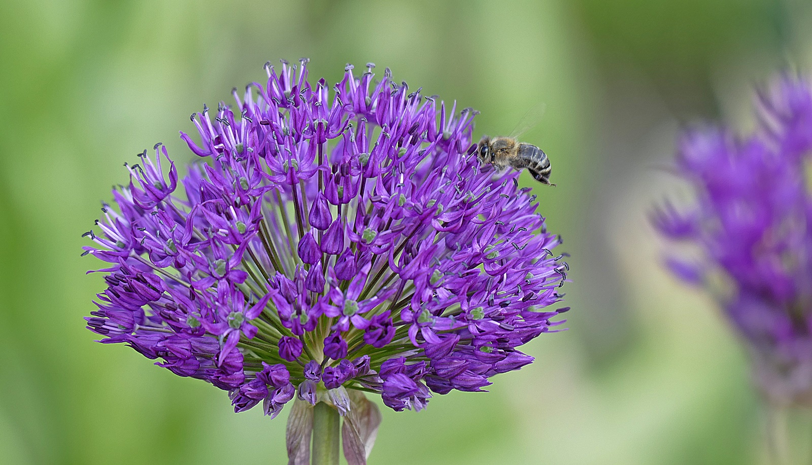 Blühender Lauch! Foto &amp; Bild | pflanzen, pilze &amp; flechten, blüten ...