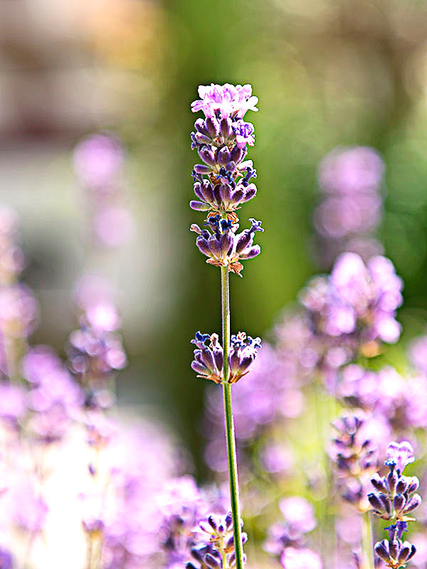 blühender Lavendel