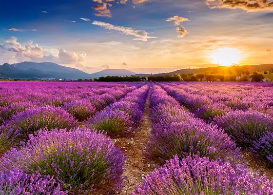 Blühender Lavendel in der Provance