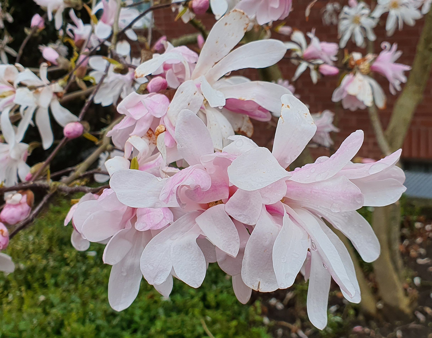 Blühender Magnolienbaum