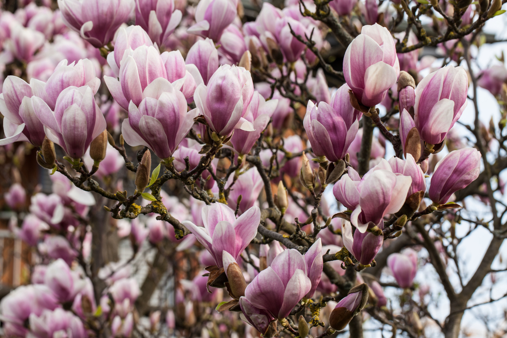 Blühender Magnolienbaum