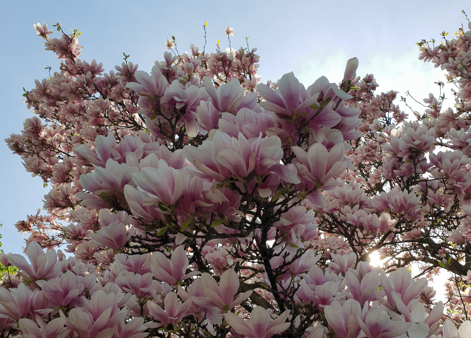 blühender Magnolienbaum