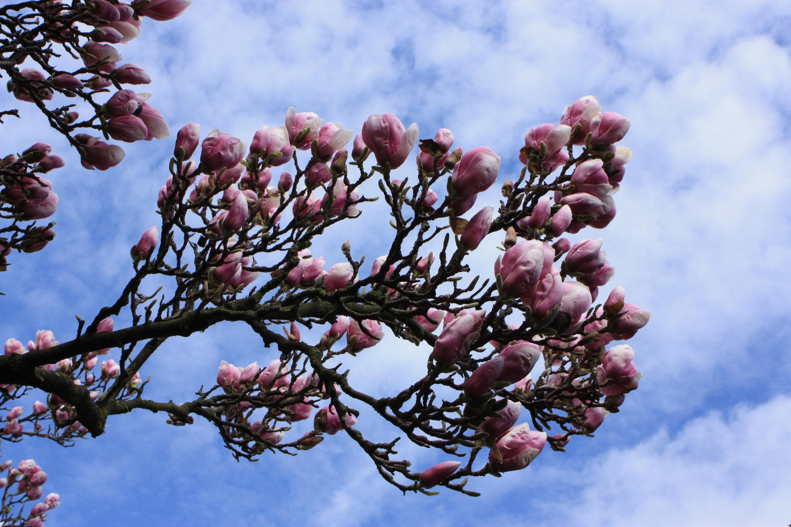 Blühender Magnolienbaum