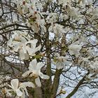 Blühender Magnolienbaum