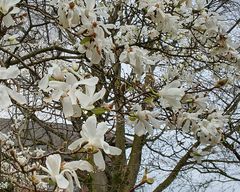 Blühender Magnolienbaum