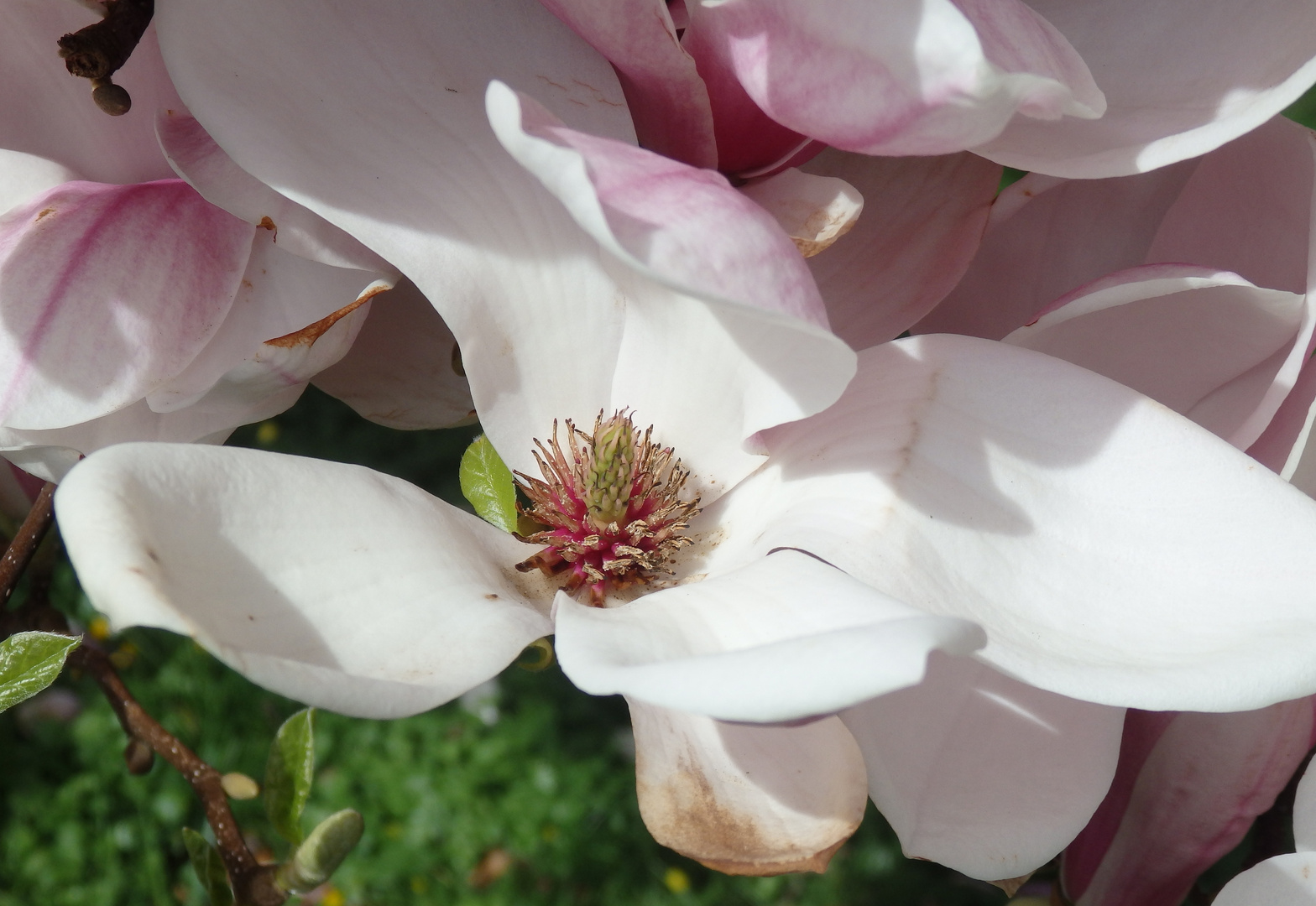 Blühender Magnolienbaum in Telgte