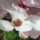 Blühender Magnolienbaum in Telgte