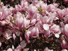 Blühender Magnolienbaum in Telgte