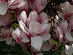 Blühender Magnolienbaum in Telgte