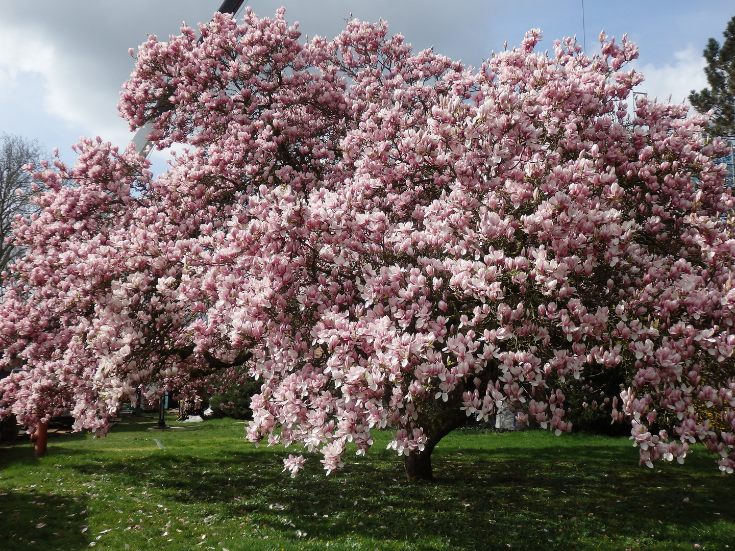 Blühender Magnolienbaum in Telgte