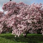 Blühender Magnolienbaum in Telgte