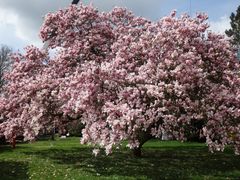 Blühender Magnolienbaum in Telgte