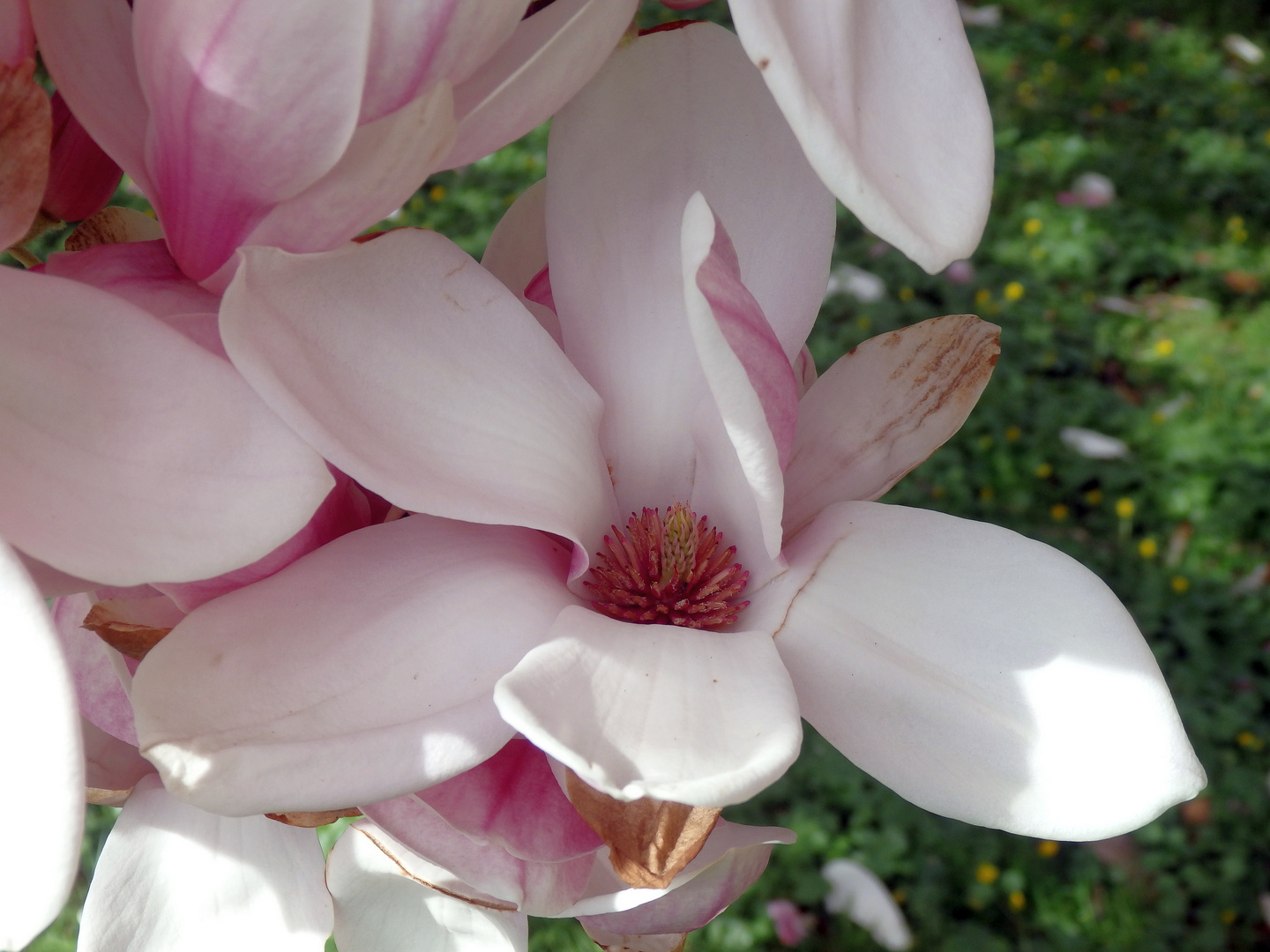 Blühender Magnolienbaum in Telgte