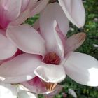 Blühender Magnolienbaum in Telgte