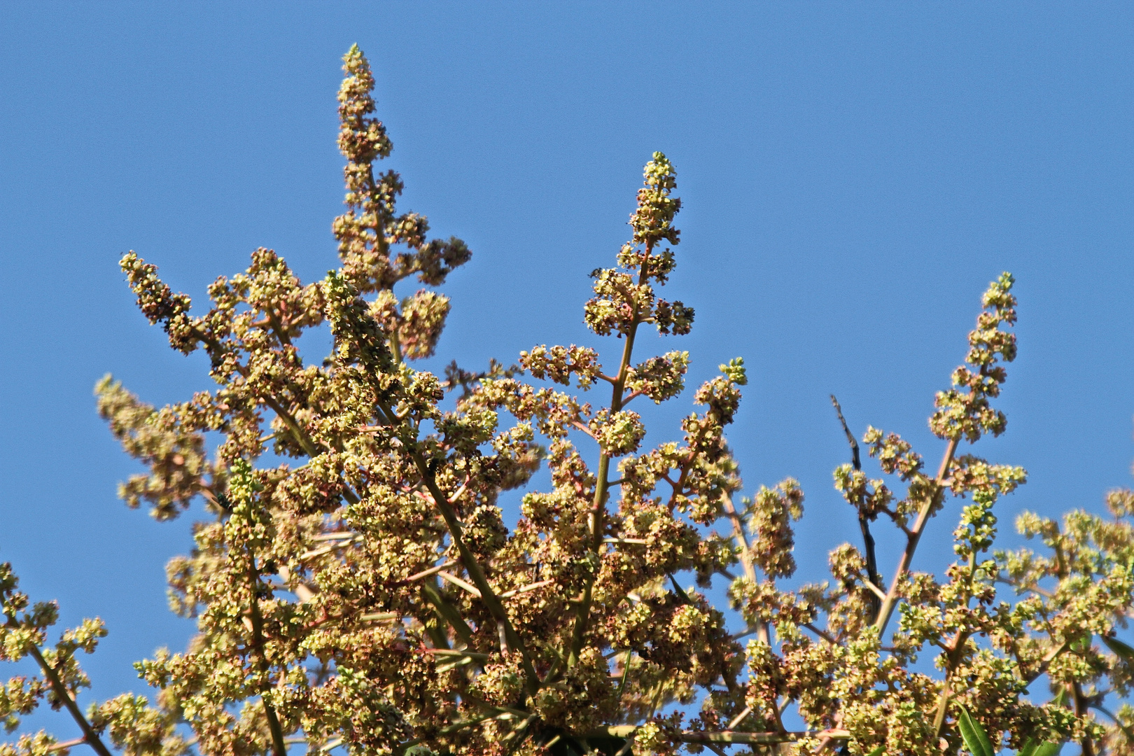 Blühender Mangobaum