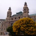 Blühender Mimosen-Baum vor der Spielbank in Monte-Carlo