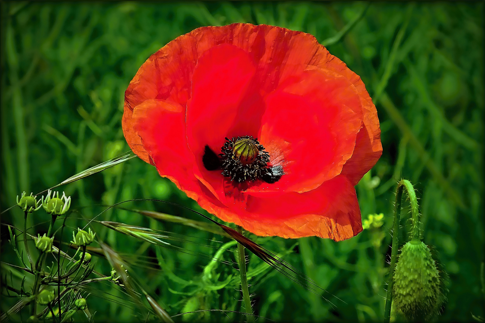 Blühender Mohn ...