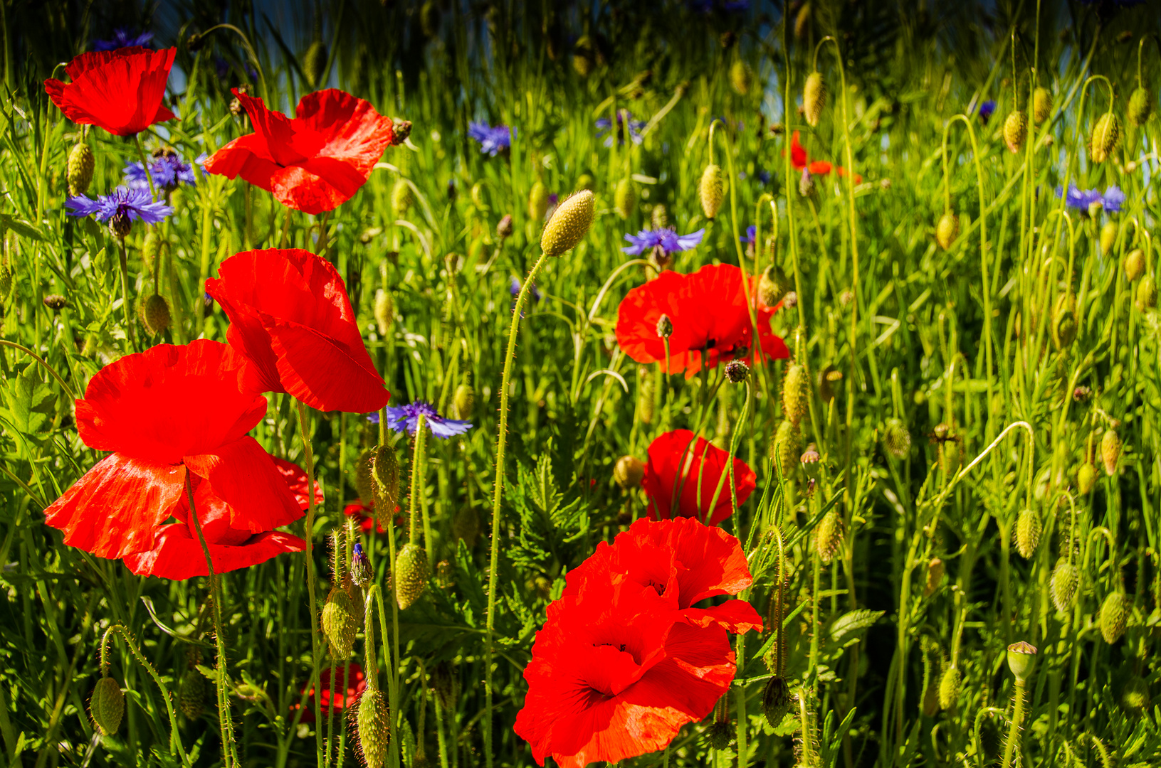 blühender  Mohn-1