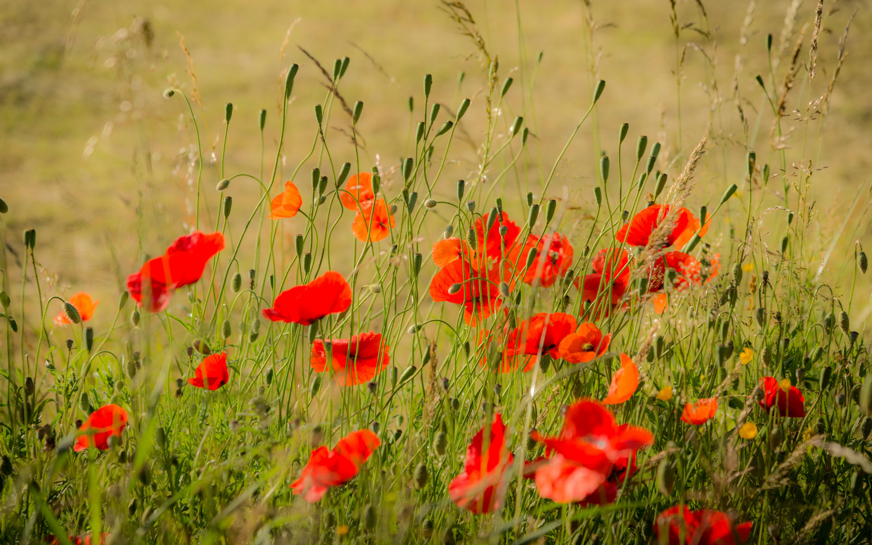 Blühender Mohn