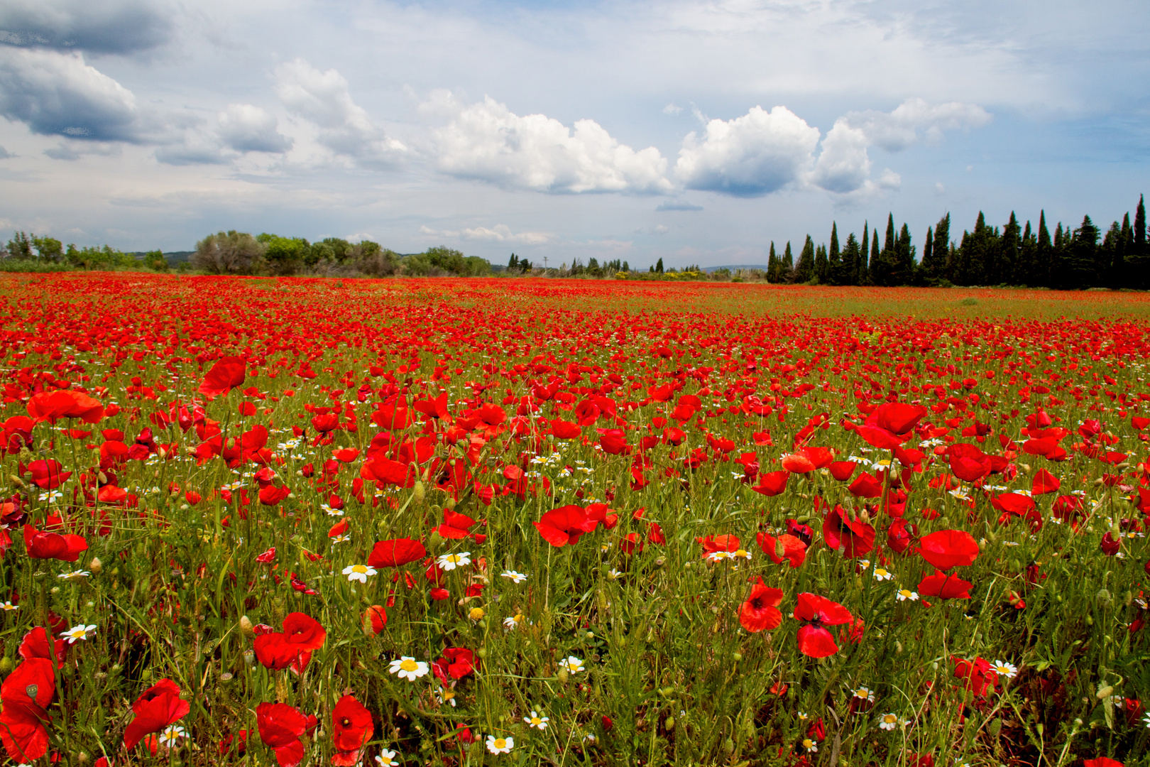 Blühender Mohn