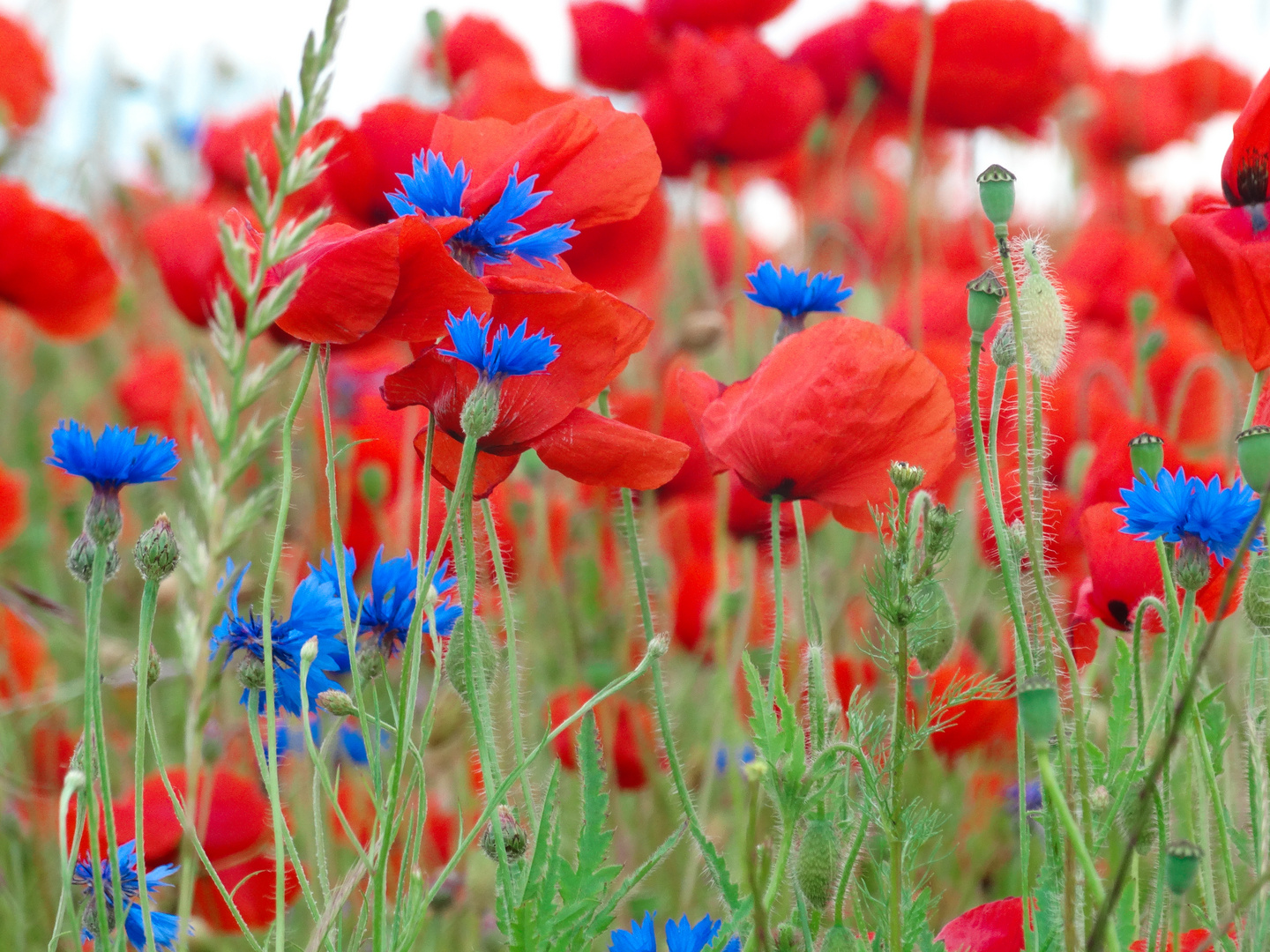 Blühender Mohn