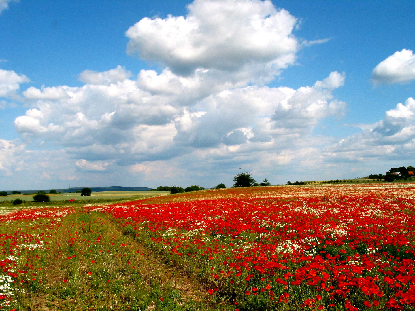 ... blühender Mohn ...