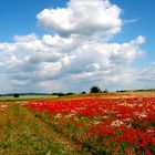 ... blühender Mohn ...