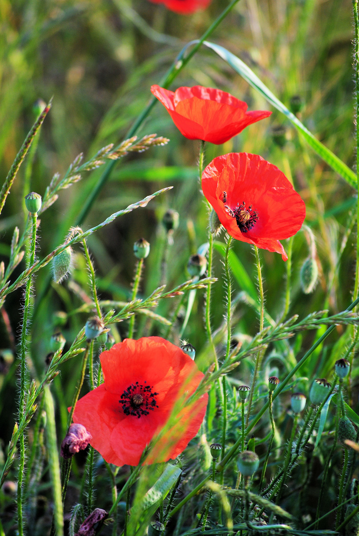 blühender Mohn