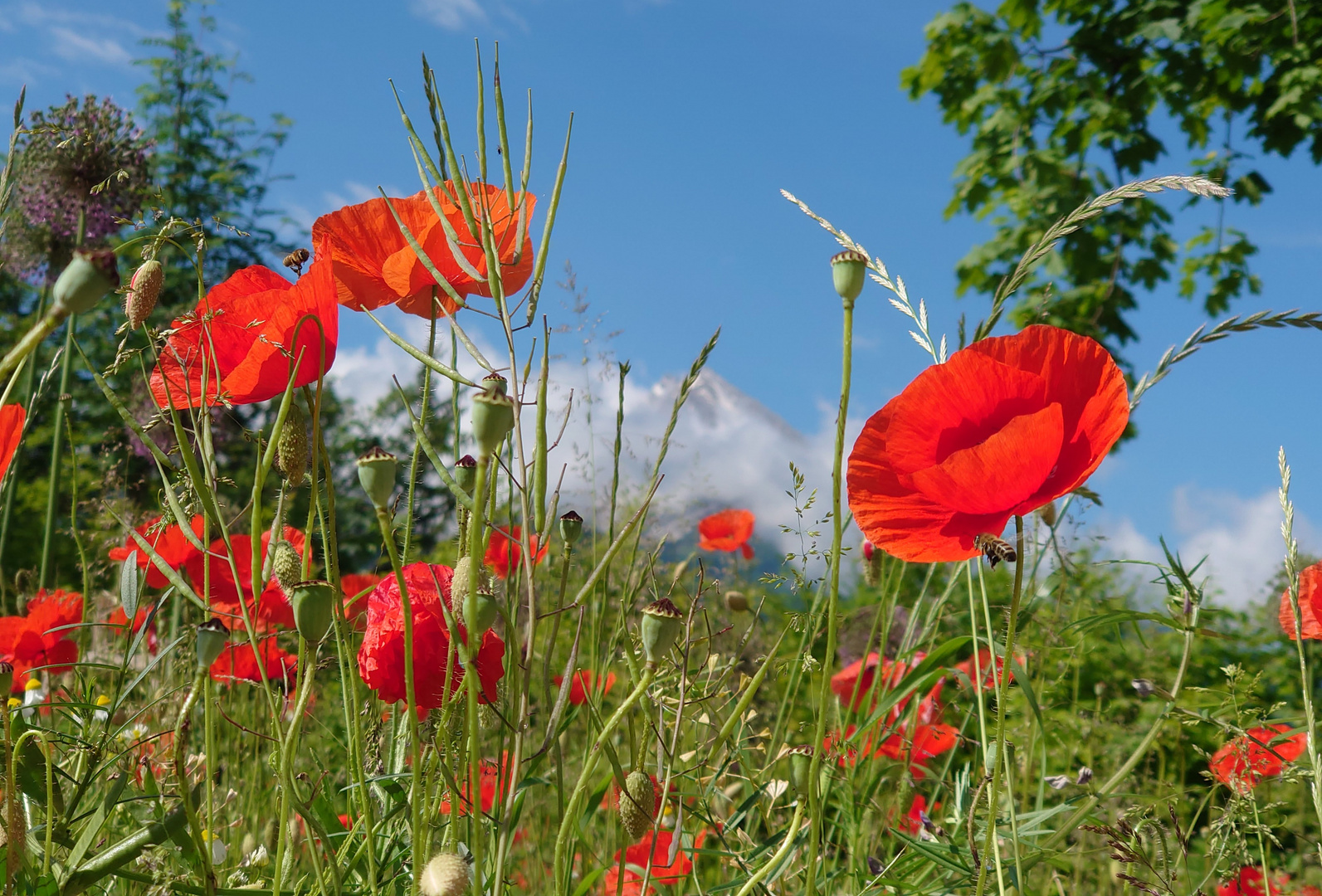 Blühender Mohn vor dem wolkenverhangenen Watzmann