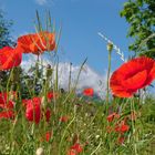 Blühender Mohn vor dem wolkenverhangenen Watzmann